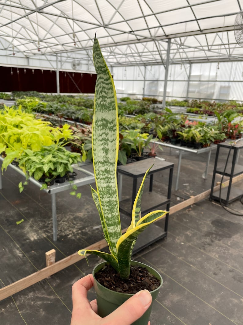 Puede incluir: Una planta de serpiente en maceta (Sansevieria trifasciata), con una hoja alta y vertical. La hoja es verde con rayas horizontales de color verde claro y bordes amarillos. La planta est&aacute; en una maceta de pl&aacute;stico verde, sostenida por una persona.