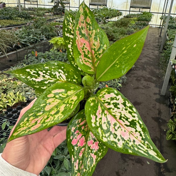 Aglaonema pink spot 4” pot (ALL PLANTS require you to purchase 2 plants!)