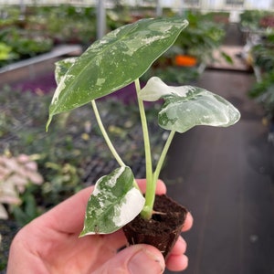 Alocasia variegated frydek Starter Plant ALL STARTER PLANTS require you to purchase 2 plants image 6