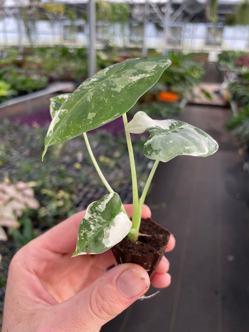 Alocasia variegated frydek Starter Plant ALL STARTER PLANTS require you to purchase 2 plants image 6