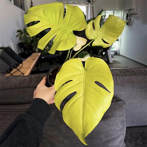 Monstera Lemon Lime Starter Plant (ALL STARTER PLANTS Require You