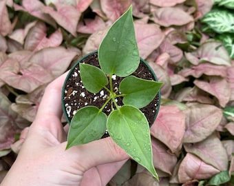 Pot d'Anthurium brownii de 2 po. (TOUTES LES PLANTES nécessitent l'achat de 2 plantes !)