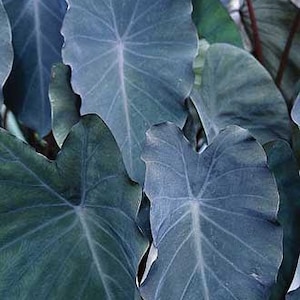 Colocasia Black runner Starter Plant (ALL STARTER PLANTS require you to purchase 2 plants!)