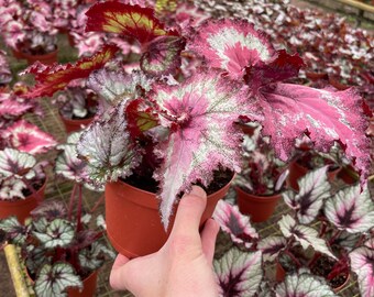 Harmonys Reign of Fire Begonia 6”pot (ALL PLANTS Require You to
