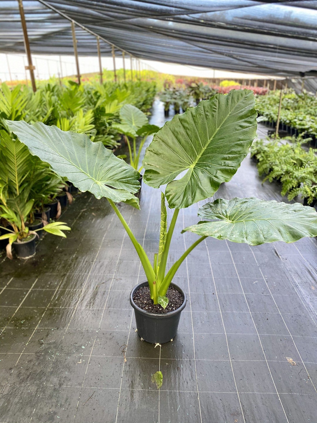 Alocasia Calidora Starter Plant (ALL STARTER PLANTS Require You to Purchase  2 Plants!) - Etsy