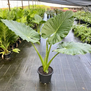 Alocasia Calidora Starter Plant (ALL STARTER PLANTS require you to purchase 2 plants!)