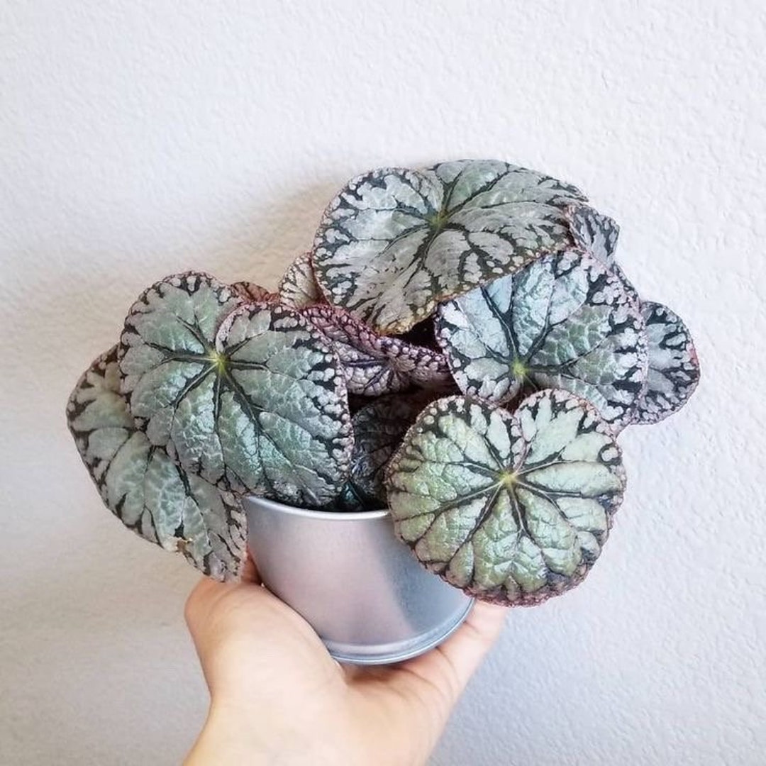 Silver Dollar Begonia Starter Plant ALL STARTER PLANTS Require You to