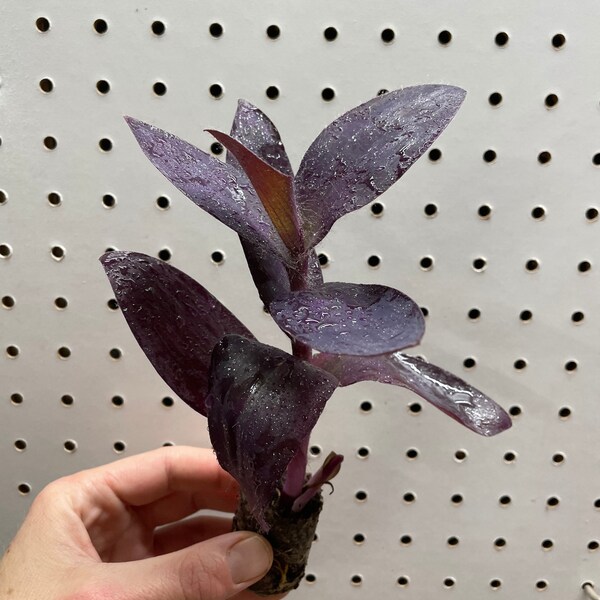 Tradescantia pallida purple passion ( wandering jew) Starter Plant (ALL STARTER PLANTS require you to purchase 2 plants!)