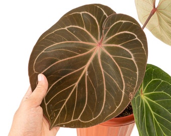 Anthurium king of spades Starter Plant (ALL STARTER PLANTS require you to purchase 2 plants!)