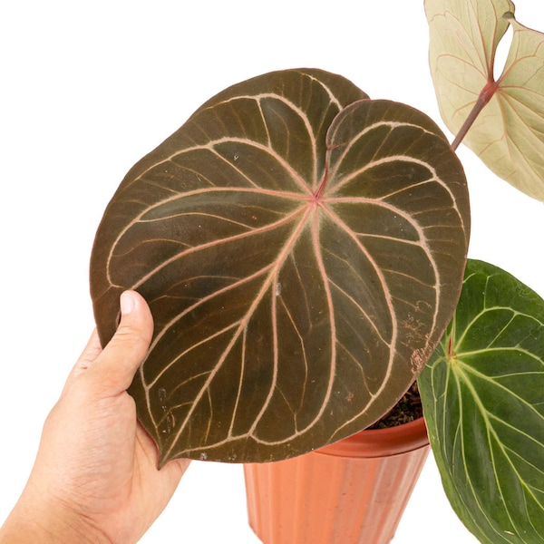 Anthurium king of spades Starter Plant (ALL STARTER PLANTS require you to purchase 2 plants!)