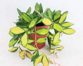 Hoya ds-70 variegated Starter Plant (ALL STARTER PLANTS require you to purchase 2 plants!)
