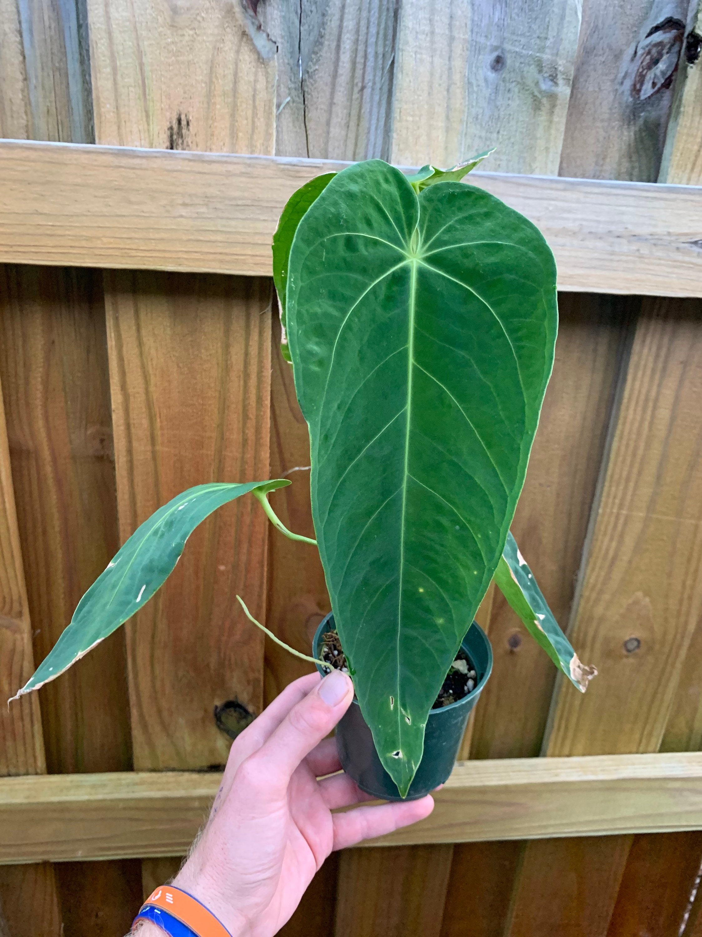 Anthurium Waterburyanum - Etsy