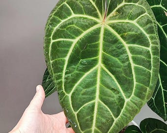Anthurium regale x Crystallinum Starter Plant (ALL STARTER PLANTS require you to purchase 2 plants!)