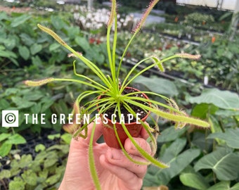 Drosera capensis roja en maceta de 2 pulgadas (¡Todas las plantas requieren la compra de 2 plantas!)