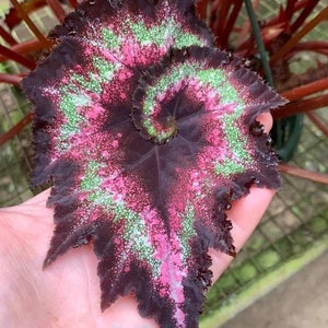 Harmonys Heartbreaker begonia Starter Plant (ALL STARTER PLANTS require you to purchase 2 plants!)