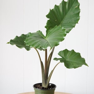 Alocasia Portora portadora Starter Plant ALL STARTER PLANTS require you to purchase 2 plants image 1