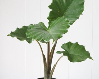 Alocasia Portora “portadora” Starter Plant (ALL STARTER PLANTS require you to purchase 2 plants!)