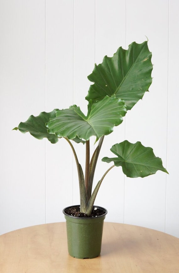 その他観葉植物 Alocasia Portora Alocasia 'Portora' Elephant Earfor Sale | PlantologyUSA.com