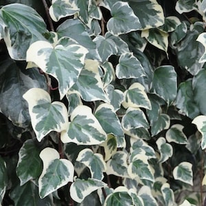 Hedera helix marengo Starter Plant (ALL STARTER PLANTS require you to purchase 2 plants!)