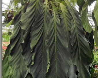 Plante de démarrage à grosse facture d'Anthurium (TOUTES LES PLANTES DE DÉMARRAGE nécessitent l'achat de 2 plantes !)