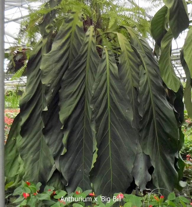 Anthurium Big Bill Starter Plant (ALL STARTER PLANTS Require You to  Purchase 2 Plants!) - Etsy