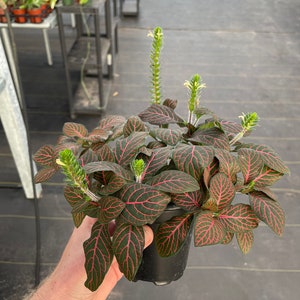 Red fittonia nerve plant 4 pot ALL PLANTS require you to purchase 2 plants image 5