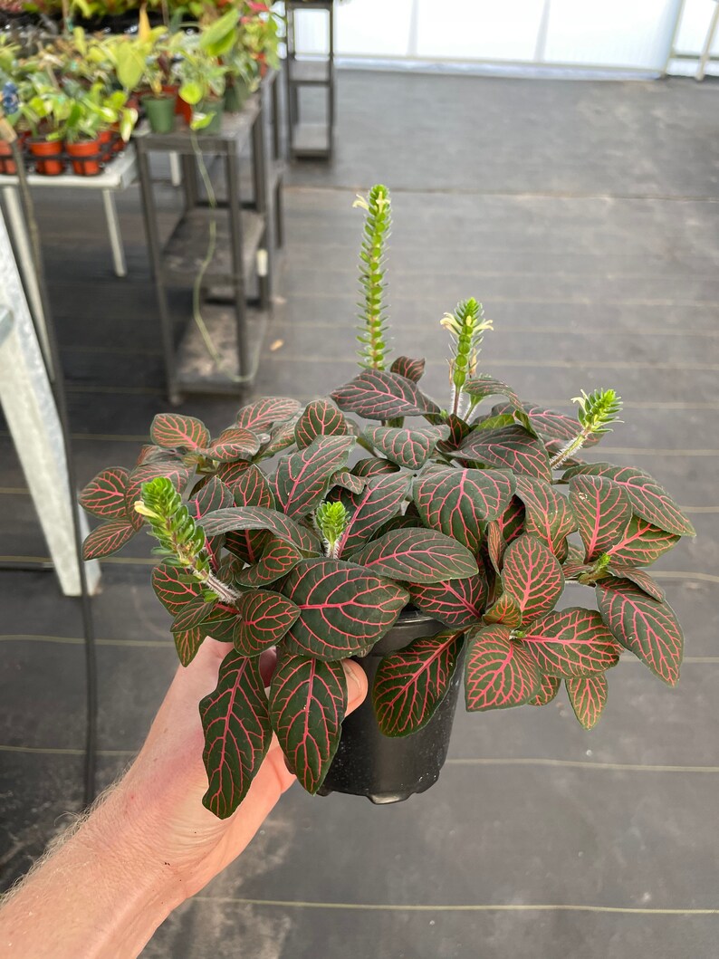 Red fittonia nerve plant 4 pot ALL PLANTS require you to purchase 2 plants image 5