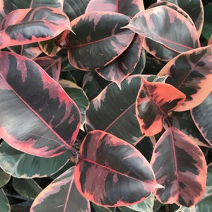 Ficus ruby Starter Plant (ALL STARTER PLANTS require you to purchase 2 plants!)
