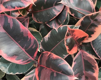 Ficus ruby Starter Plant (ALL STARTER PLANTS require you to purchase 2 plants!)