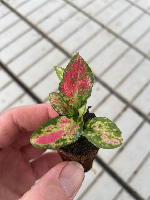 Aglaonema Black Maroon Starter Plant (ALL STARTER PLANTS Require