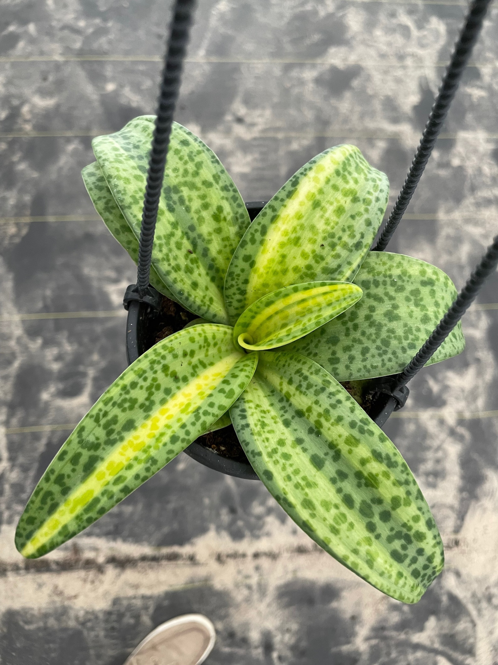 Variegated Leopard Lily 4 Hanging Basket ALL PLANTS Require Etsy