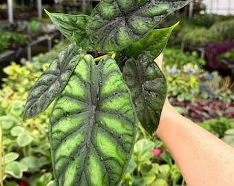Exact Plant Alocasia Dragon Scale Specific 4” Pot 402FEE | F (All PLANTS require you to purchase 2 plants!)