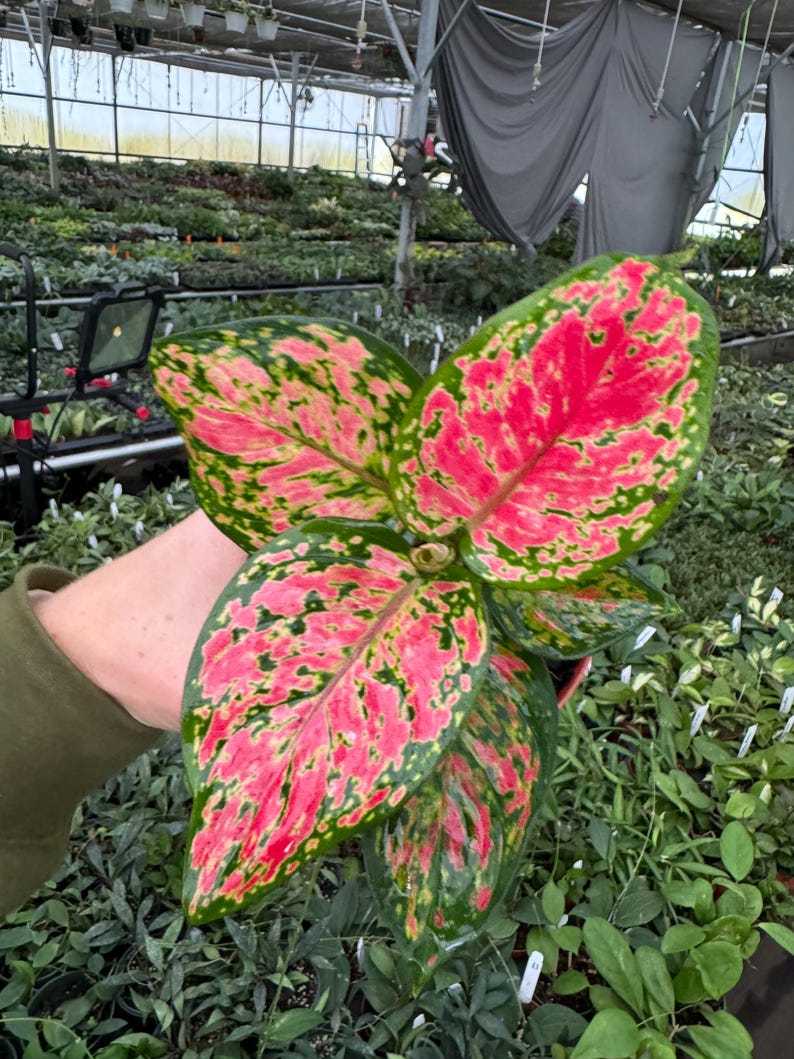 TheGreenEscape Aglaonema Beauty