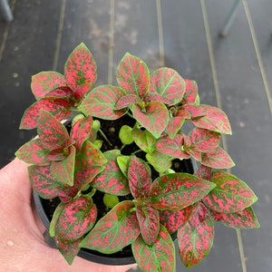 May include: A potted polka dot plant, also known as Hypoestes phyllostachya, with green leaves speckled with bright pink spots. The plant is in a black plastic pot, held by a hand. The plant's leaves have a vibrant, colorful appearance.