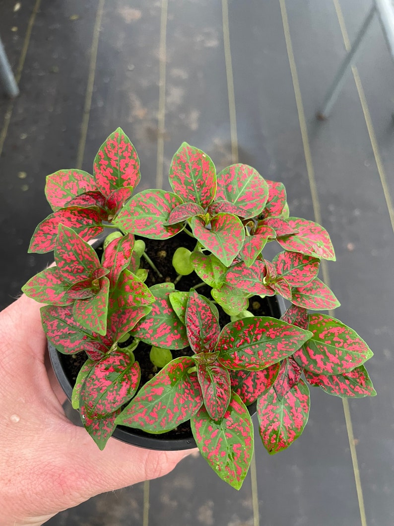 May include: A potted polka dot plant, also known as Hypoestes phyllostachya, with green leaves speckled with bright pink spots. The plant is in a black plastic pot, held by a hand. The plant's leaves have a vibrant, colorful appearance.