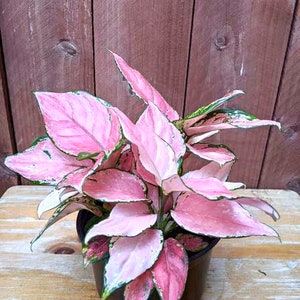 Aglaonema Favonian Starter Plant (ALL STARTER PLANTS require you to purchase 2 plants!)