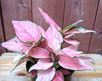 Aglaonema Favonian Starter Plant (ALL STARTER PLANTS require you to purchase 2 plants!)
