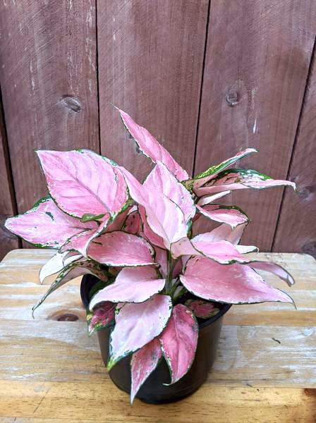 Aglaonema Favonian Starter Plant (ALL STARTER PLANTS require you to purchase 2 plants!)