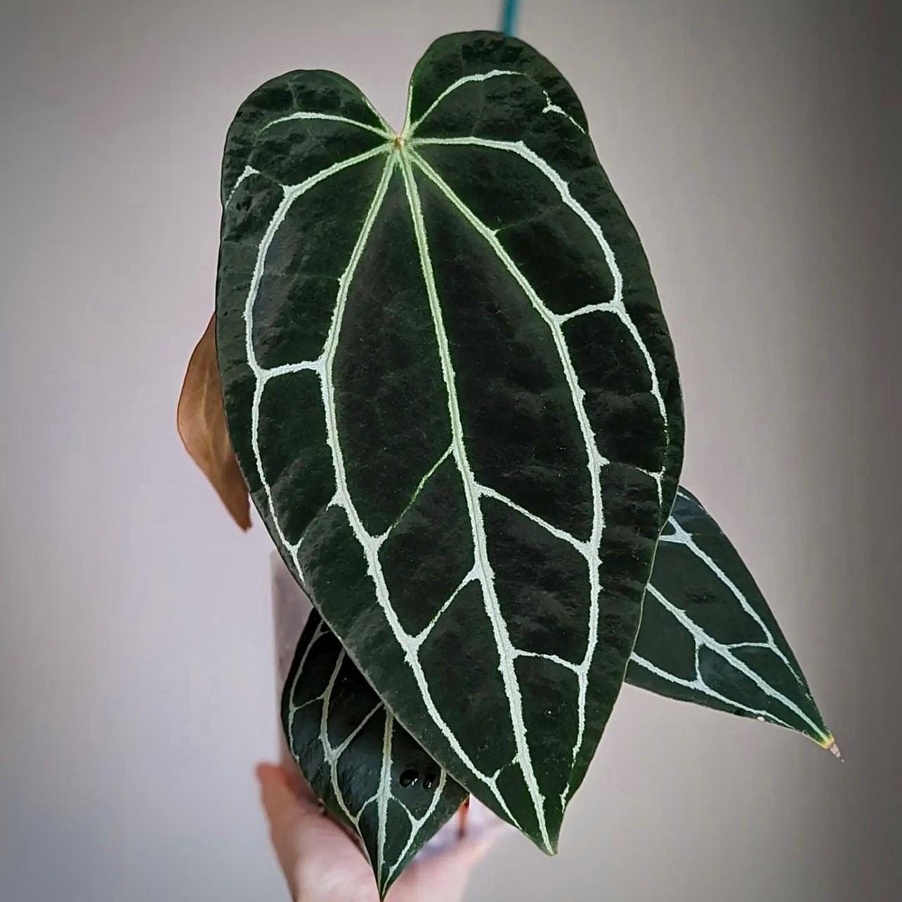 Anthurium dark form Crystallinum Starter Plant (ALL STARTER PLANTS