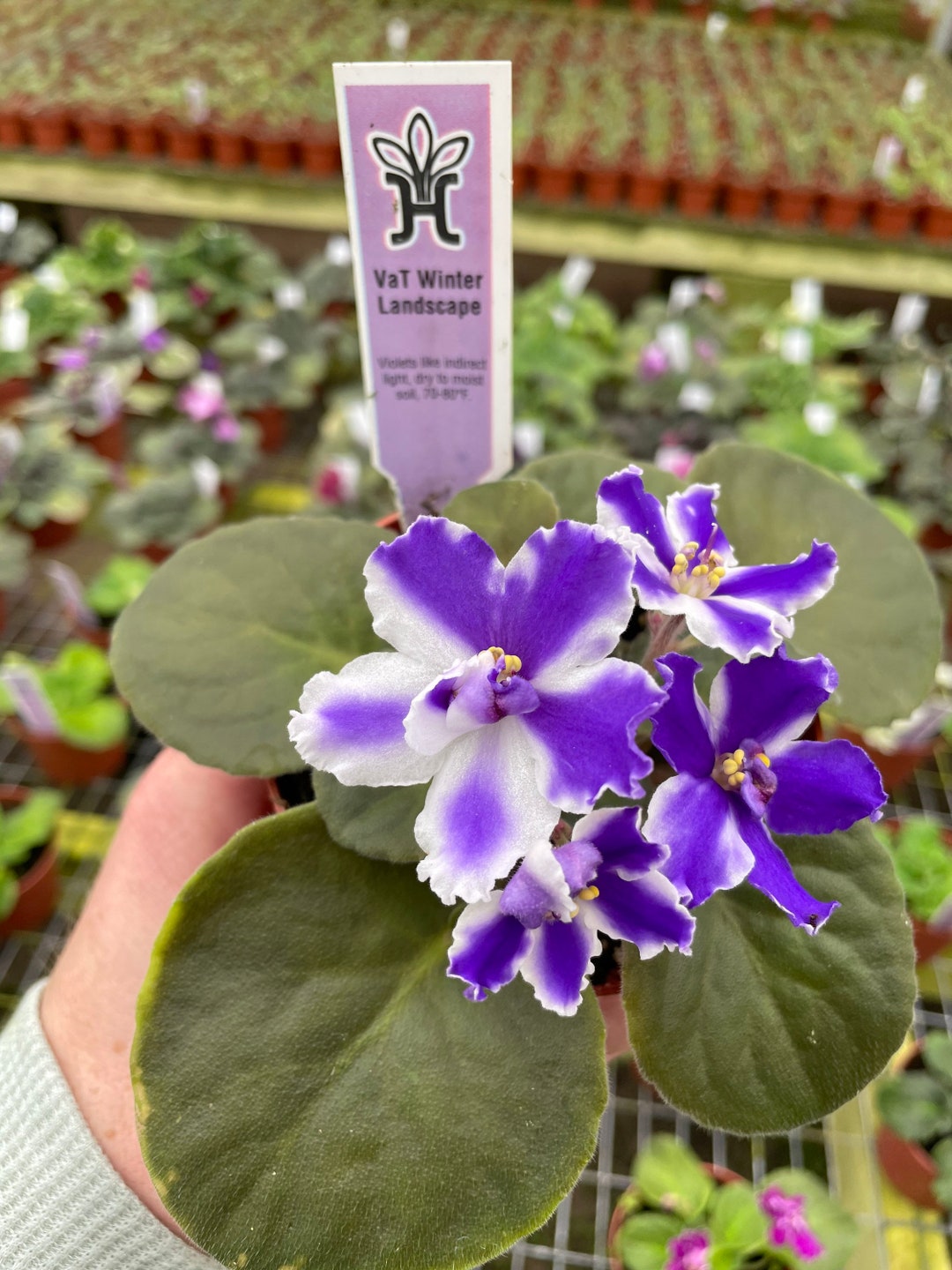 VAT Winter Landscape African Violet Starter Plant ALL Starter PLANTS