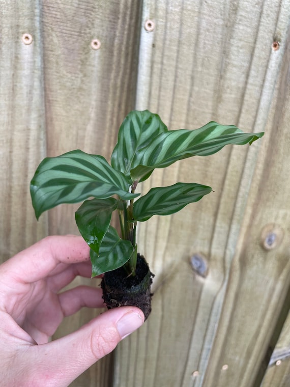 Calathea Freddie Starter Plant (ALL STARTER PLANTS Require You to Purchase  2 Plants!) - Etsy