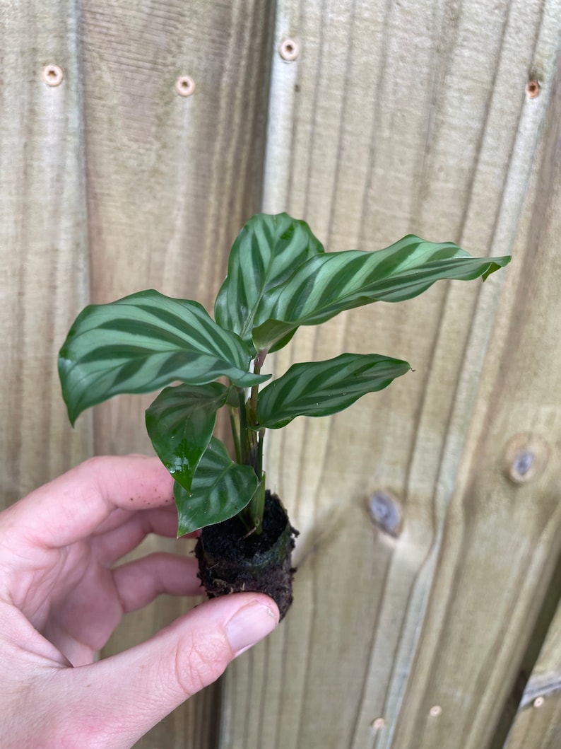TheGreenEscape Calathea Freddie Plant - Thumbnail 4