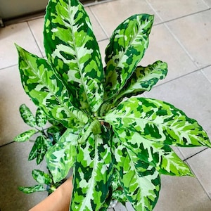 Plante de démarrage Aglaonema pictum tricolor (TOUTES LES PLANTES DE DÉMARRAGE nécessitent l'achat de 2 plantes !)