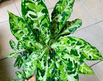 Aglaonema pictum tricolor Starter Plant (ALL STARTER PLANTS require you to purchase 2 plants!)