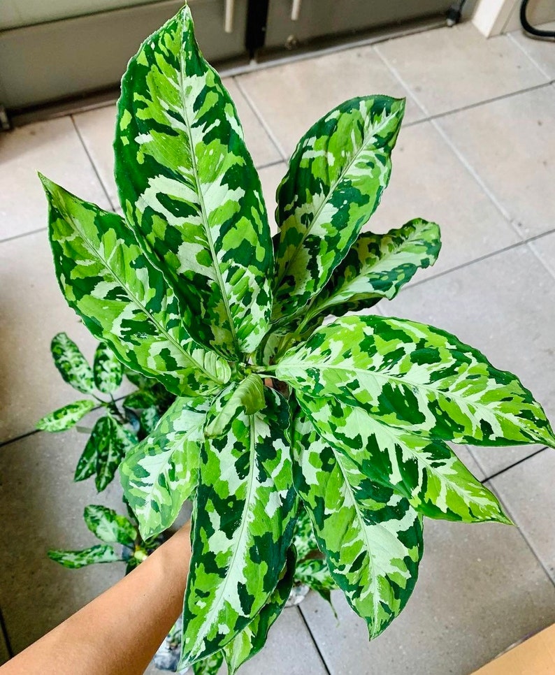 Aglaonema pictum tricolor Starter Plant ALL STARTER PLANTS require you to purchase 2 plants image 1