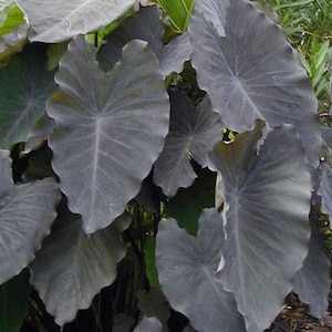 Colocasia Black Ruffles Starter Plant (ALL STARTER PLANTS require you to purchase 2 plants!)