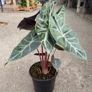 Alocasia Pink princess Starter Plant (ALL STARTER PLANTS require you to purchase 2 plants!)