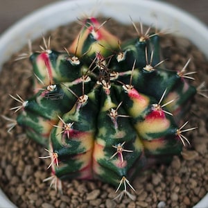 gymnocalycium mihanovichii “andaman pearl” cactus Starter Plant (ALL STARTER PLANTS require you to purchase 2 plants!)