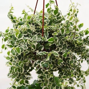 Ficus pumila variegata variegated creeping fig Starter Plant ALL STARTER PLANTS require you to purchase 2 plants image 1