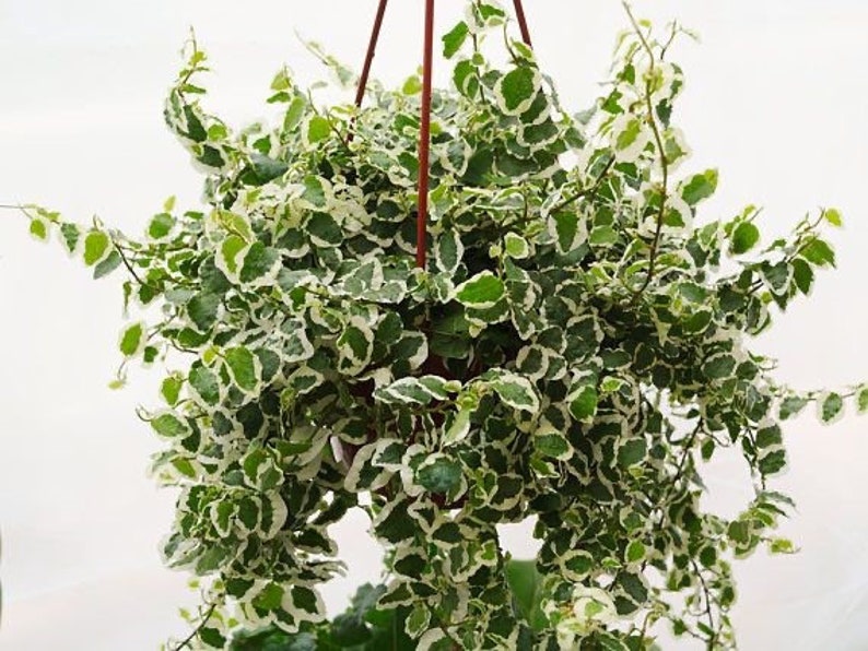 Ficus pumila variegata variegated creeping fig Starter Plant ALL STARTER PLANTS require you to purchase 2 plants image 1